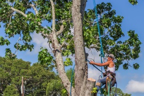 arborist