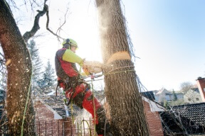 tree removal