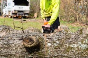 tree removal