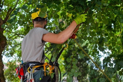 Tree Service