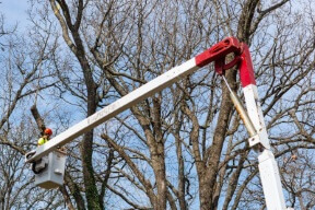 Tree Trimming & Pruning