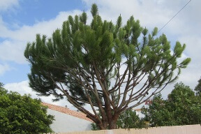 Tree Trimming & Pruning